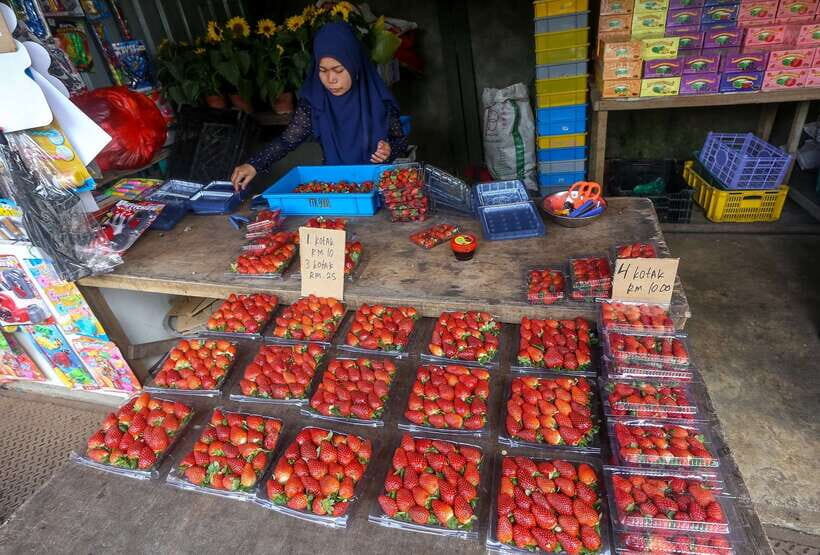 Cameron Highlands 1 Day Tour from Kuala Lumpur - Bharat Tea Plantation and Tea Factory Visits: Views Plus Short Stops