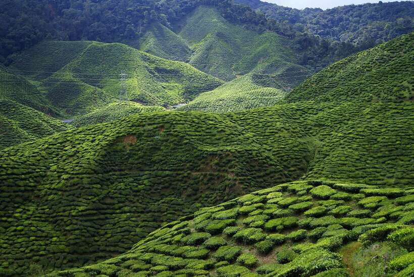 Cameron Highlands 1 Day Tour from Kuala Lumpur - Sam Poh Temple, Tanah Rata, and Brinchang: Culture Between the Scenery