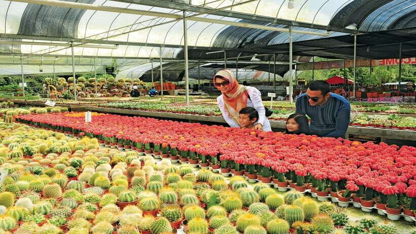 Cameron Highlands 1 Day Tour from Kuala Lumpur - Price and Logistics: Is $173 Good Value?