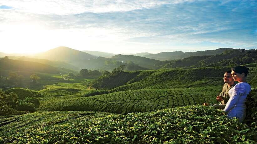 Cameron Highlands 1 Day Tour from Kuala Lumpur - What the Best Driver Adds: The Human Factor