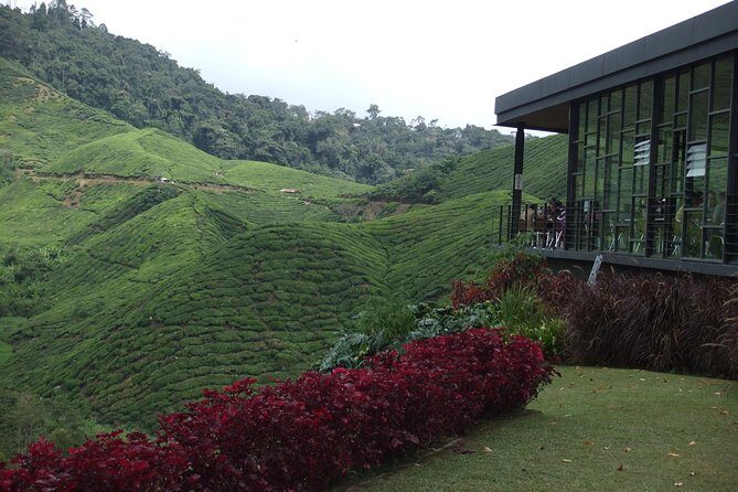 Cameron Highlands Amazing Day Trip Tour with Local Lunch - Private Transport, AC Comfort, and Where Pickup Actually Works