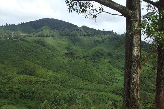 Cameron Highlands Amazing Day Trip Tour with Local Lunch - Stop 3: Raju Hill Strawberry Farm and the Cafe Option