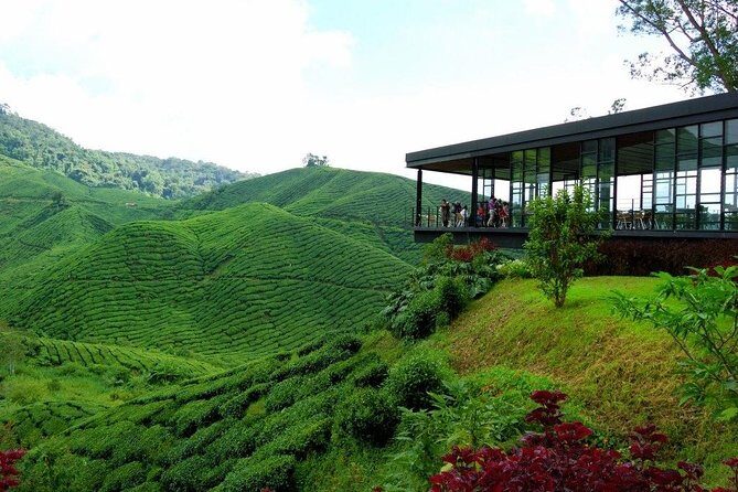 Cameron Highlands & Batu Caves Full-Day Tour - Key Highlights You’ll Feel Immediately