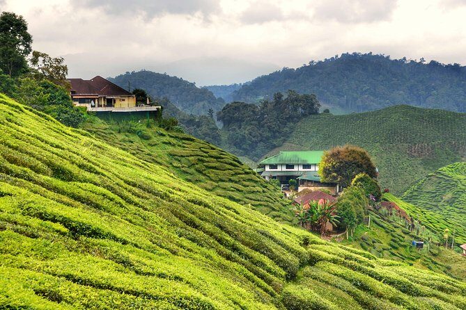 Cameron Highlands & Batu Caves Full-Day Tour - A Day That Actually Makes Sense: Kuala Lumpur to Cameron Highlands