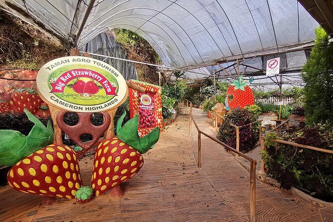 Cameron Highlands & Batu Caves Full-Day Tour - Stop 3: BOH Tea Plantation—A Historic Tea Stop With Real Focus