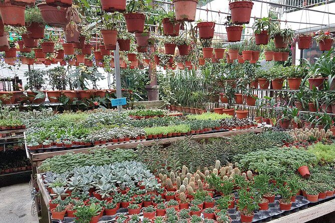 Cameron Highlands & Batu Caves Full-Day Tour - Stop 5: Cactus Valley—A Fun Side Trip With an Extra Ticket