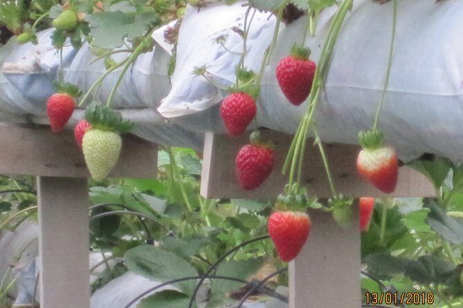 Cameron Highlands, Garden of Nature Full Day Private Guided Tour - Steam-boat Lunch: what’s included and why it’s good value