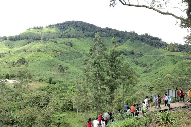 Cameron Highlands, Garden of Nature Full Day Private Guided Tour - What to wear and how much walking to expect