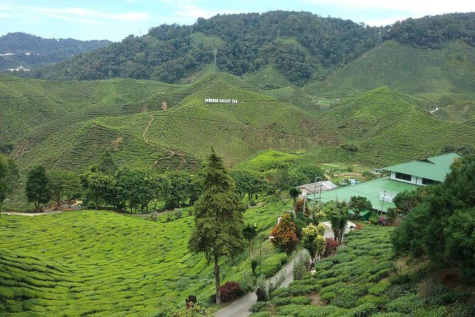 Cameron Highlands: Nature's Wonder Amazing Rafflesia Explorer - Rafflesia in the Cameron Highlands: Why It’s a Real Challenge