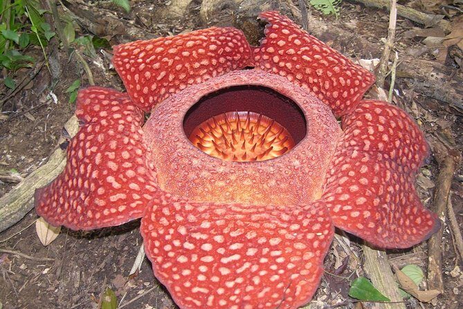 Cameron Highlands: Nature's Wonder Amazing Rafflesia Explorer - Town Stops That Change the Mood: King’s Village, Farmland, and Ngow Kee