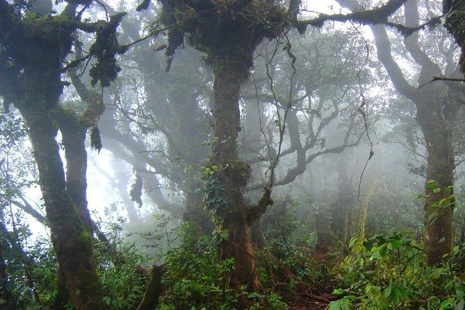 Cameron Highlands: Nature's Wonder Amazing Rafflesia Explorer - Logistics That Matter on a Highland Day: Timing, Minivan Comfort, Group Size