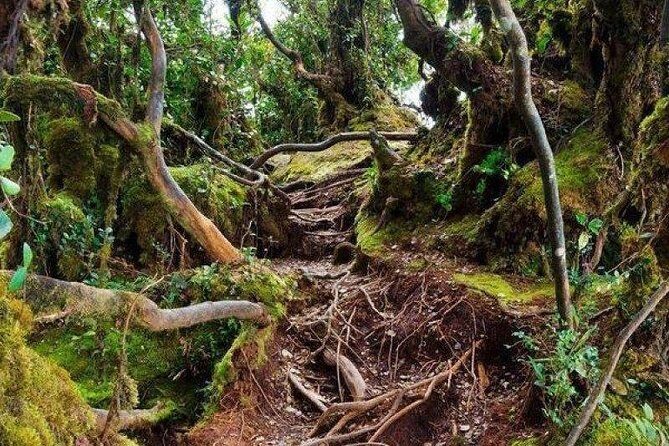 Cameron Highlands: Nature's Wonder Amazing Rafflesia Explorer - Orang Asli Village Encounters: Meeting the Temiah Community