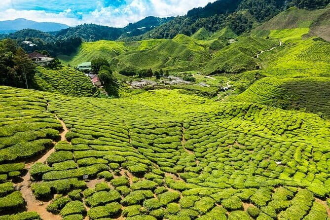 Cameron Highlands Private Day Tour from Ipoh, Package B - Price and Value: What You’re Really Paying For