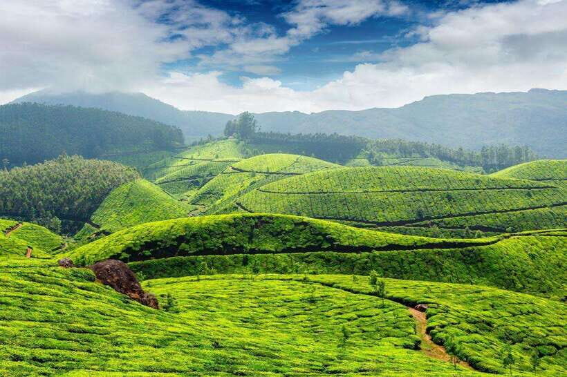 Cameron Highlands Private Day Trip - Bharat Tea Farm: Watching Tea Move From Leaves to Cup
