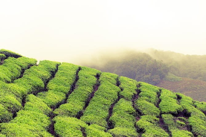 Cameron Highlands Sightseing Tour - Cameron Bharat Tea Estate and BOH Sungai Palas timing