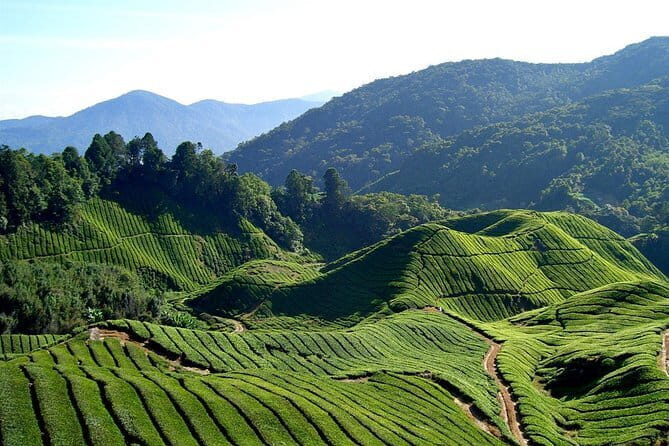 Cameron Highlands Sightseing Tour - Price and what your $31 really buys (plus what it doesn’t)
