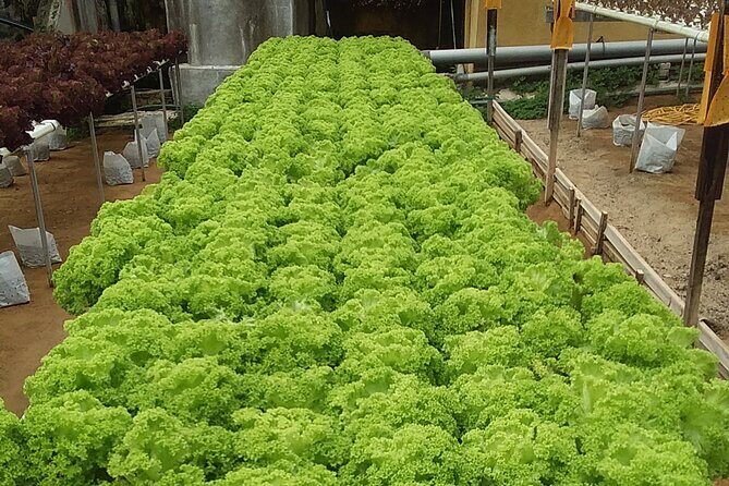 Cameron Highlands Sunrise Discovery - Price and Value: Is $60 a Good Deal?