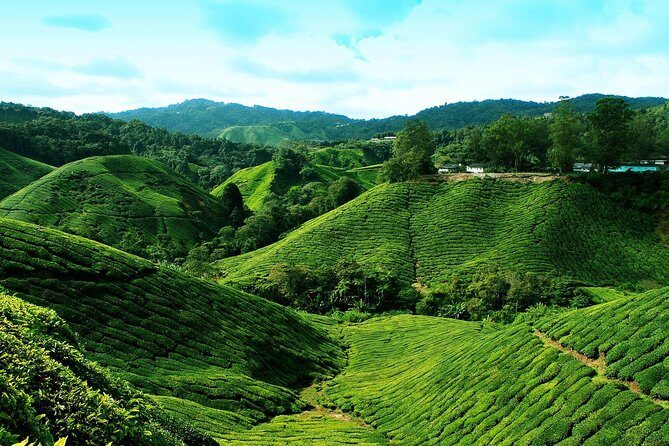 Cameron Highlands Tour from Kuala Lumpur - Butterfly Garden: insects, odd facts, and a break from road time