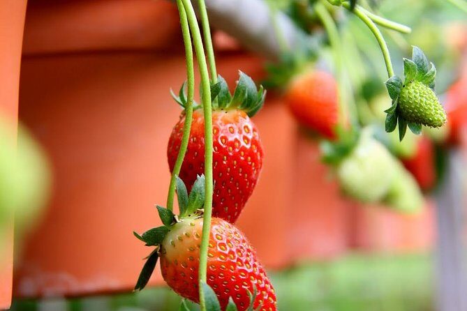 Cameron Highlands Tour from Kuala Lumpur - Kea Farm Market plus lunch: fresh produce and quick meal math