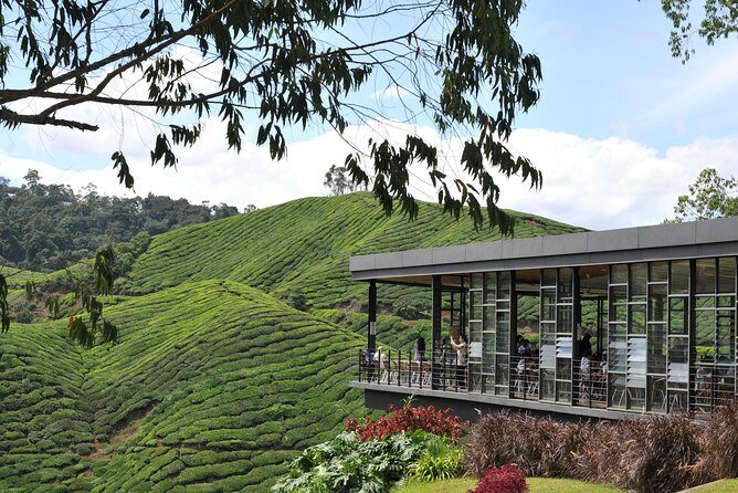 Cameron Highlands Tour From Kuala Lumpur (Private Tour) - Hotel pickup, A/C comfort, and a driver who talks (a lot)