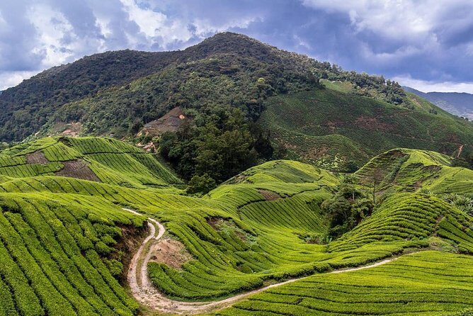Cameron Highlands Tour on Private Basis - Tea Farms and Strawberry Fields: The Morning That Sets the Tone