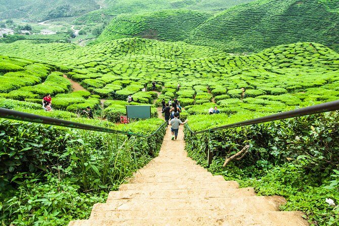 Cameron Highlands Tour on Private Basis - Butterflies, a Jungle Waterfall Stop, and Why This Portion Works