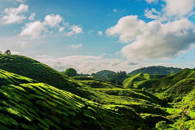 Cameron Highlands Tour on Private Basis - Pickup Rules That Matter More Than You Think