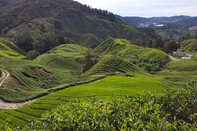Cameron Highlands with Lunch Guided Day Tour (SIC/Shared Tour) - Key highlights if you want Cameron Highlands in one day