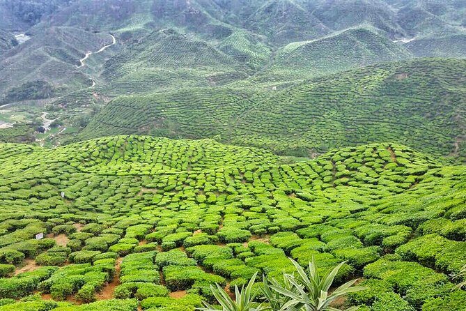 Cameron Highlands with Lunch Guided Day Tour (SIC/Shared Tour) - The long KL-to-the-highlands commute is the real “work”