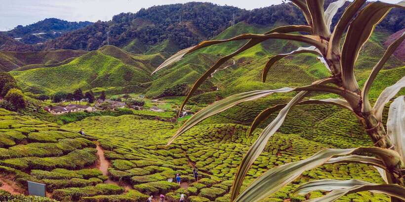 Cameroon Highland : Best nature in highland - Key things that make this Cameroon Highlands trip worth your time
