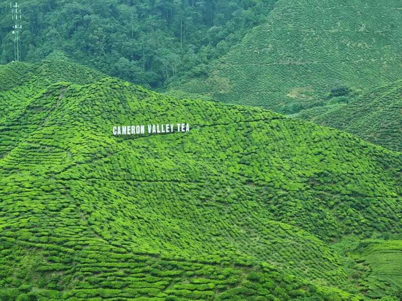 Cameroon Highland : Best nature in highland - Boh Plantation and the Monday problem you should actually care about