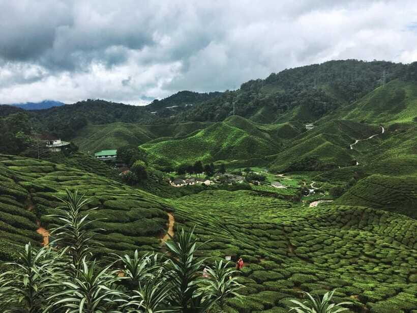 Cameroon Highland : Best nature in highland - Bee farm, butterfly park, and the insect garden: nature that moves