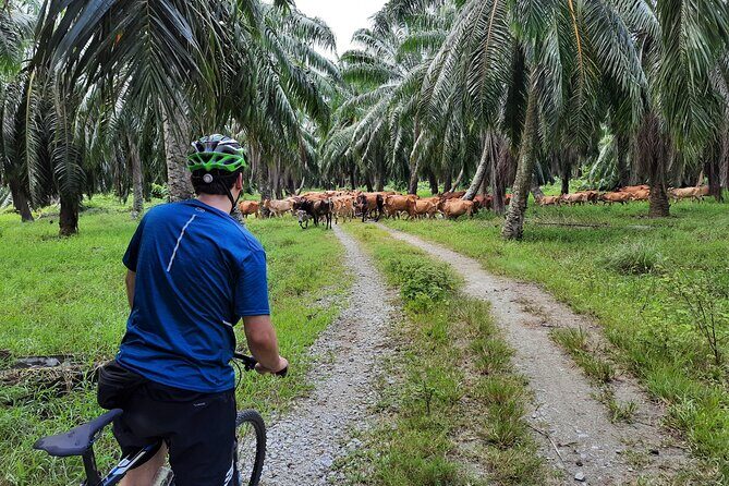 Countryside Cycling Tour. T1.0 by Matahari - Bikes, Pace, and Safety: How Beginner-Friendly Is This?