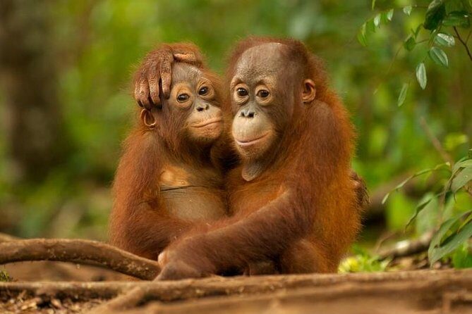 Day Trip Sepilok Orang-utan And City Tour - Key highlights at a glance