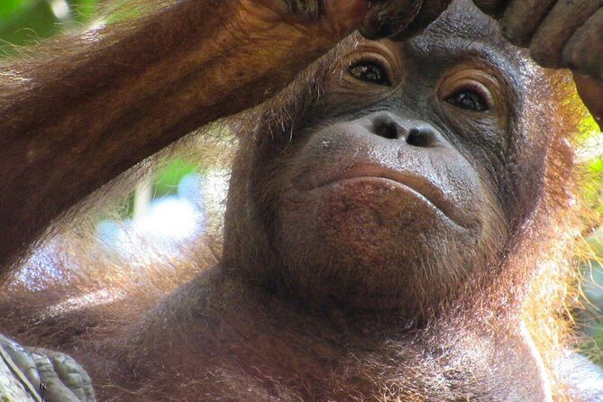Day Trip Sepilok Orang-utan And City Tour - Guide quality that shows up when things go off-script