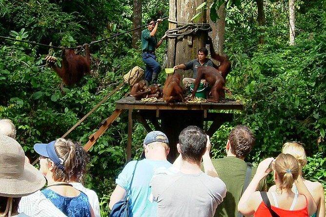 Day Trip Sepilok Orang-utan And City Tour - Sepilok Orangutan Rehabilitation Centre: the main event, done right