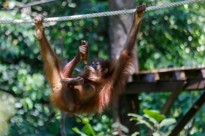 Day Trip Sepilok Orang Utan & Labuk Bay Proboscis Monkey - The 4:30 am Start: Transfers and Timing You Must Get Right