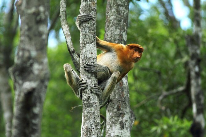 Day Trip Sepilok Orang Utan & Labuk Bay Proboscis Monkey - Labuk Bay Proboscis Monkey Sanctuary: Mangroves With Real Focus