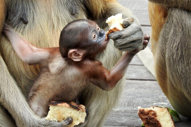 Day Trip Sepilok Orang Utan & Labuk Bay Proboscis Monkey - Guides and Group Size: Why You’ll Probably Feel Well Looked After