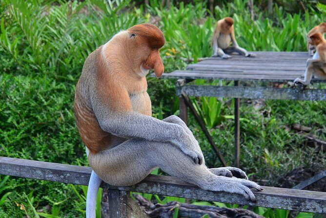 Day Trip Sepilok Orang Utan & Labuk Bay Proboscis Monkey - What to Bring (and What to Budget) for a Smooth Day