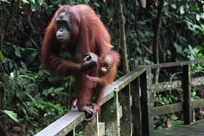 Day Trip Sepilok Orang Utan & Labuk Bay Proboscis Monkey - Sepilok Orangutan Rehabilitation Centre: Feeding Platform + a Real Facility