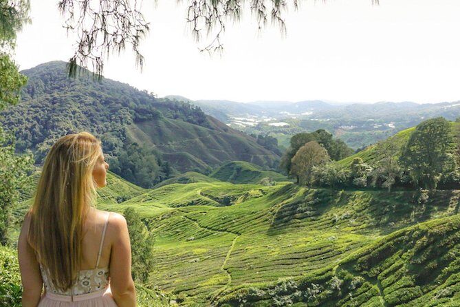 Day Trip to Cameron Highlands: Nature Escape from Kuala Lumpur - BOH Tea Estate: the one tea stop that anchors the day