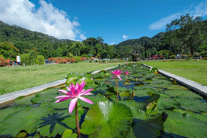 Discover Penang's Best: Hill, Beach, Botanic Gardens & Kek Lok Si - Coffee Tree in George Town: white coffee tasting with zero stress