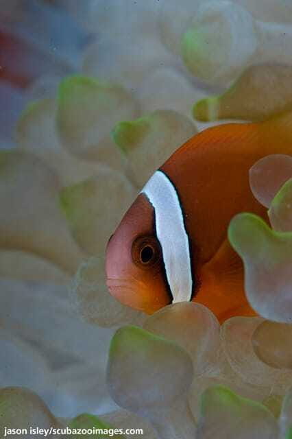 Enjoy 3 Fun Dives in Kota Kinabalu | Certified Divers - Key Highlights You’ll Actually Feel