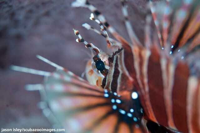 Enjoy 3 Fun Dives in Kota Kinabalu | Certified Divers - Why Tunku Abdul Rahman Marine Park is a smart Kota Kinabalu pick