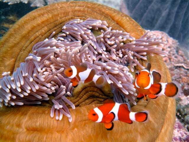 Enjoy 3 Fun Dives in Kota Kinabalu | Certified Divers - Price and value: what $112 covers and what you may pay extra