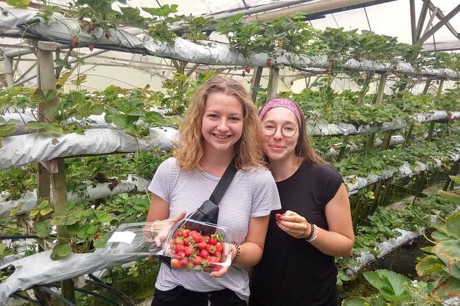 Explore Cameron Highlands: Full-Day Tour with Scenic Batu Caves - Honey, bee farms, strawberries, and the farm-circuit reality