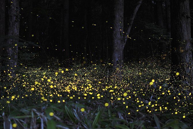 Fireflies Cruise with Batu Cave Visit and Seafood Dinner - Kuala Selangor: fisherman village, riverside seafood dinner, and the sunset option