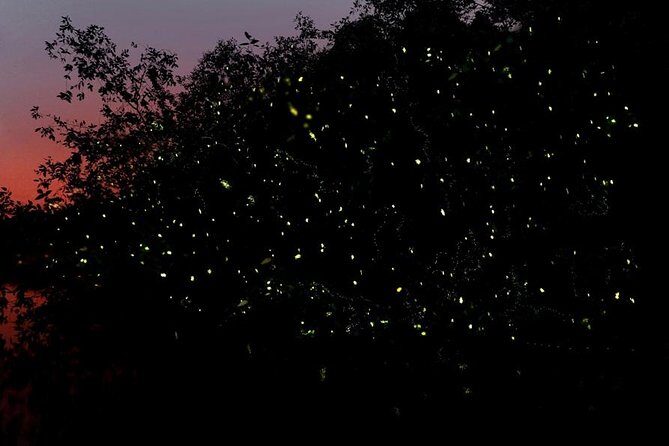 Firefly Tour Johor Bahru@Kota Tinggi Firefly Park - Key Things to Know Before You Go
