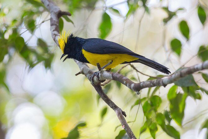 Fraser's Hill Bird-Watching & Nature Sightseeing Tour from Kuala Lumpur - Key highlights you’ll care about